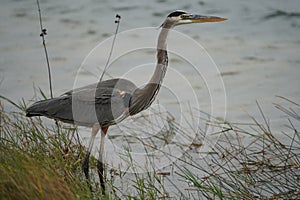 Great Blue Heron hunting in the Florida Everglades