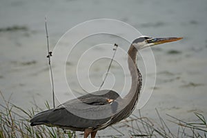 Great Blue Heron hunting in the Florida Everglades