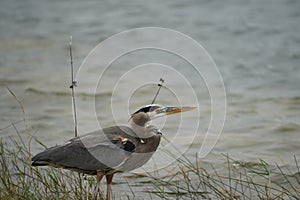 Great Blue Heron hunting in the Florida Everglades