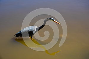 Great blue heron hunting in the lake