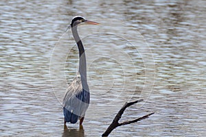 Great Blue Heron hunting in lake