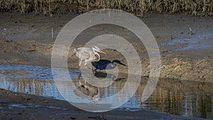 Great Blue Heron Hunting in Marsh