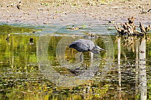 Great Blue Heron Hunting for a Meal