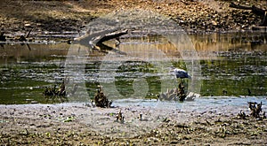 Great Blue Heron Hunting for a Meal