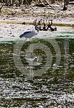 Great Blue Heron at Hunting Pandapas Pond