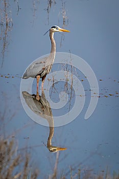 Great Blue Heron hunting in the pond