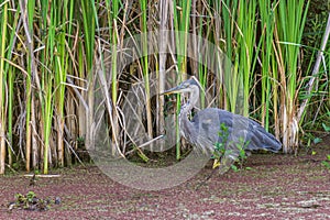 great blue Heron hunting in a pond near the reeds hunts for fish