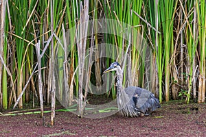 great blue Heron hunting in a pond near the reeds hunts for fish