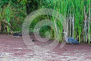 great blue Heron hunting in a pond near the reeds hunts for fish