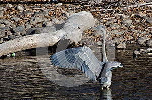 Great Blue Heron Hunting in a River