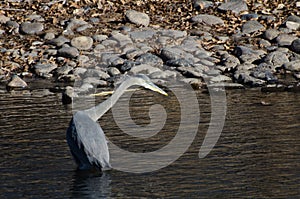 Great Blue Heron Hunting in a River