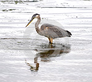 Great Blue Heron hunting in shallows