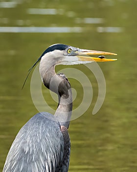 Great blue heron hunting a small fish