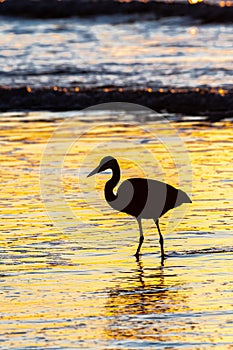 Great Blue Heron Hunting at Sunset