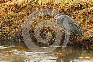 Great Blue Heron hunting in wetlands