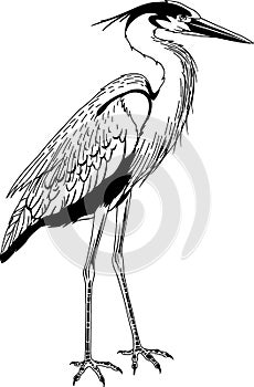 Great Blue Heron Illustration