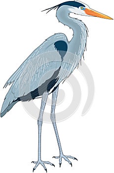 Great Blue Heron Illustration photo