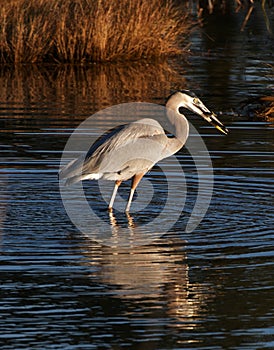Great Blue Heron with its catch