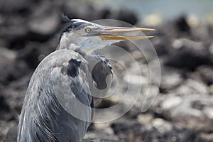 Great blue heron with its neck pulled in, Galapagos