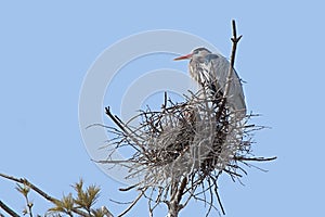 Great Blue Heron on its Nest