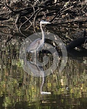 Great blue heron with its reflection standing in the water at the edge of the Grand River in Oklahoma.