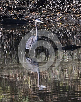 Great blue heron with its reflection standing in the water at the edge of the Grand River in Oklahoma.