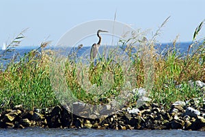 Great Blue Heron on jetty