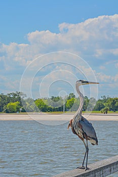 A Great Blue Heron on Jim Simpson Sr fishing pier, Harrison County, Gulfport, Mississippi, Gulf of Mexico USA