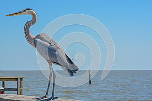 A Great Blue Heron on Jim Simpson Sr fishing pier, Harrison County, Gulfport, Mississippi, Gulf of Mexico USA