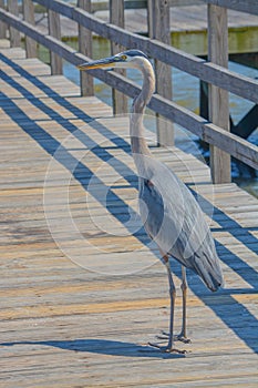 A Great Blue Heron on Jim Simpson Sr fishing pier, Harrison County, Gulfport, Mississippi, Gulf of Mexico USA