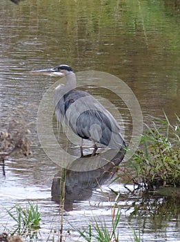 Great Blue Heron in the Jock River