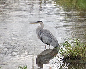 Great Blue Heron in the Jock River