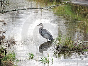 Great Blue Heron in the Jock River