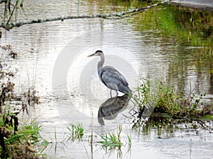 Great Blue Heron in the Jock River