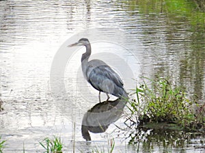 Great Blue Heron in the Jock River