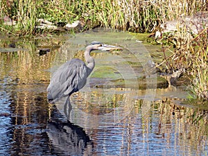 Great Blue Heron in the Jock River
