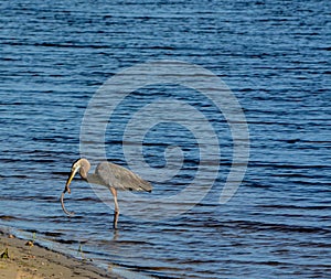 Great Blue Heron killing and eating a Boa snake. At Okeechobee lake, Okeechobee County, Okeechobee Florida, USA