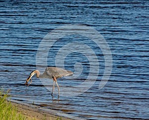 Great Blue Heron killing and eating a Boa snake. At Okeechobee lake, Okeechobee County, Okeechobee Florida, USA