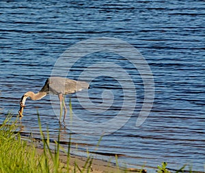 Great Blue Heron killing and eating a Boa snake. At Okeechobee lake, Okeechobee County, Okeechobee Florida, USA