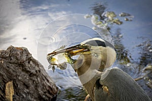 Great Blue Heron, Kissimmee, Florida 1