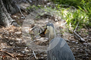 Great Blue Heron, Kissimmee, Florida 2 photo