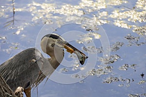 Great Blue Heron, Kissimmee, Florida 3 photo