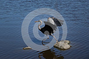 Great blue heron in the lake