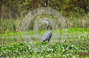 Great Blue Heron at Reed Bingham State Park Georgia photo