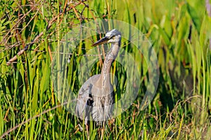 Great Blue Heron at Lake Wier photo