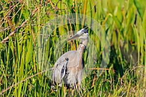 Great Blue Heron at Lake Wier