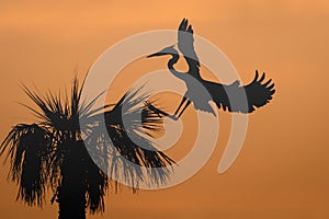 Great Blue Heron Landing in a Palm Tree at Sunrise