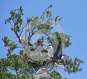 Great Blue Heron landing at a rookery