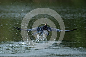 A great blue heron landing on the water