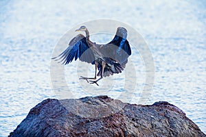 Great Blue Heron lands on a large rock in the water